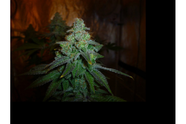 Larry Bird Kush (Zamnesia Seeds) femminizzata Larry Bird Kush (Zamnesia Seeds) femminizzata