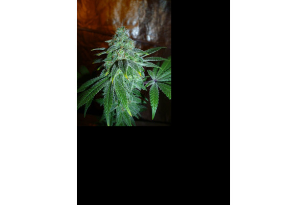 Larry Bird Kush (Zamnesia Seeds) femminizzata Larry Bird Kush (Zamnesia Seeds) femminizzata
