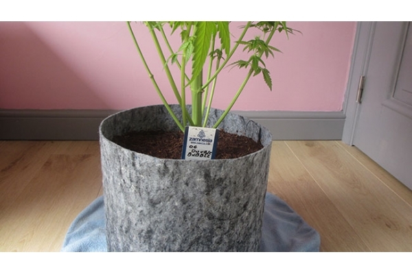 Sticky Beast (Zamnesia Seeds) femminizzata Sticky Beast (Zamnesia Seeds) femminizzata