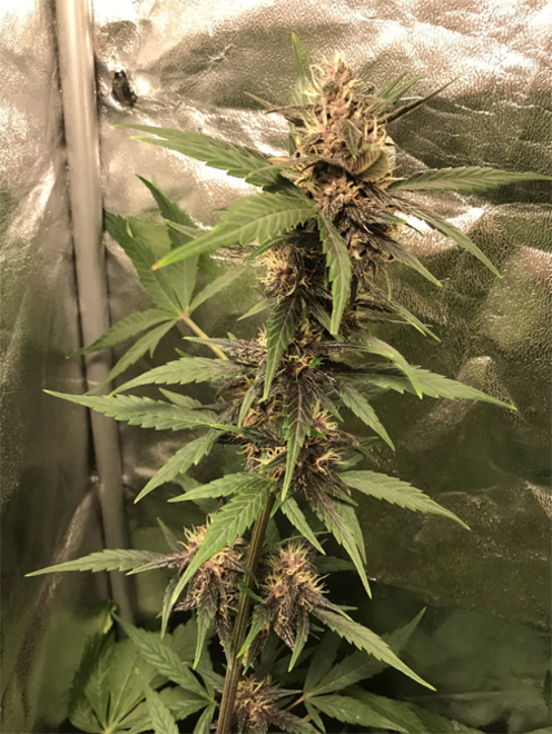 Auto Purple CousKush (Zamnesia Seeds) Femminizzata Auto Purple CousKush (Zamnesia Seeds) Femminizzata