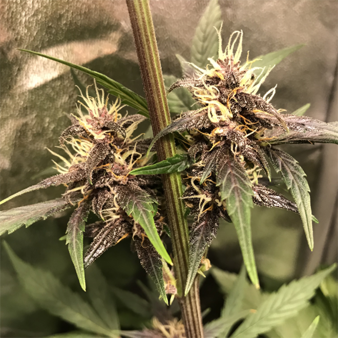 Auto Purple CousKush (Zamnesia Seeds) Femminizzata Auto Purple CousKush (Zamnesia Seeds) Femminizzata