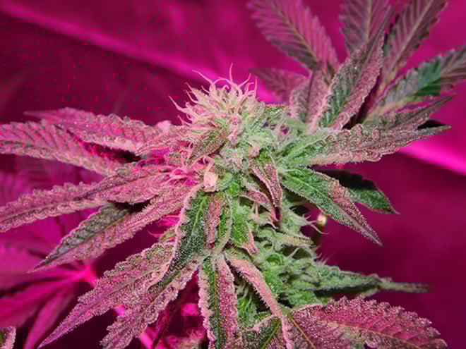 Gelato (Zamnesia Seeds) femminizzata Gelato (Zamnesia Seeds) femminizzata