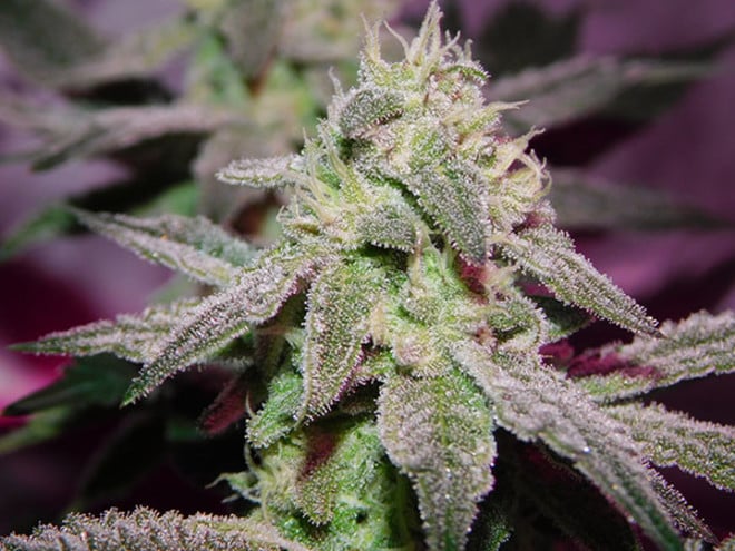 Gelato (Zamnesia Seeds) femminizzata Gelato (Zamnesia Seeds) femminizzata