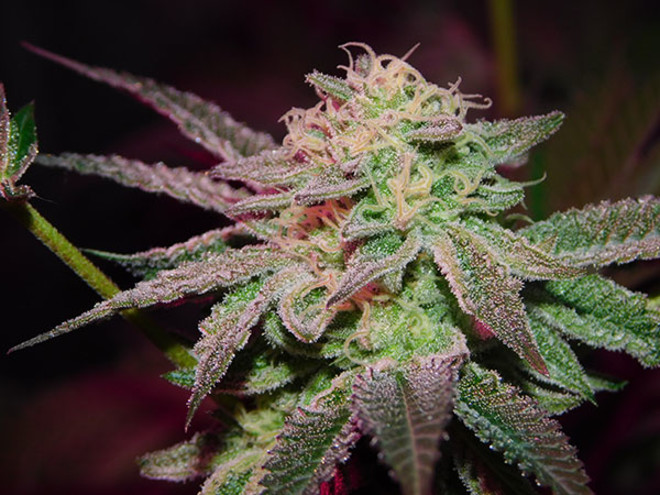 Gelato (Zamnesia Seeds) femminizzata Gelato (Zamnesia Seeds) femminizzata
