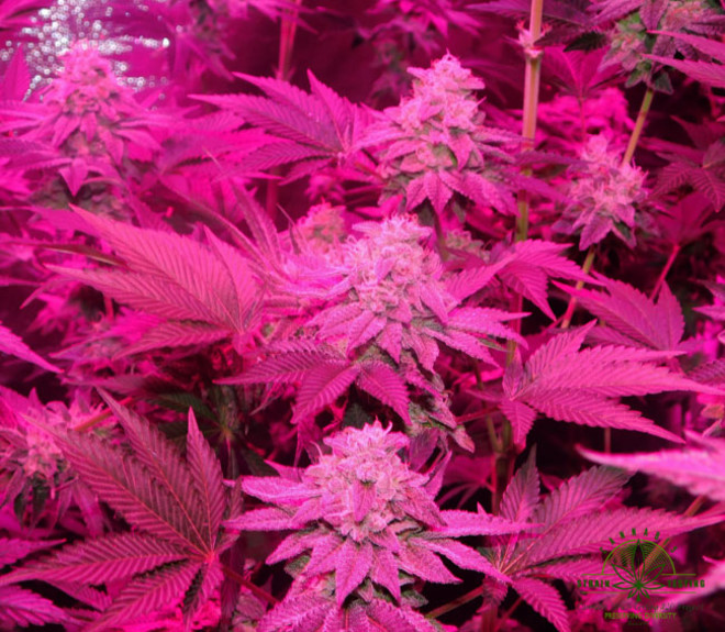 Gelato (Zamnesia Seeds) femminizzata Gelato (Zamnesia Seeds) femminizzata