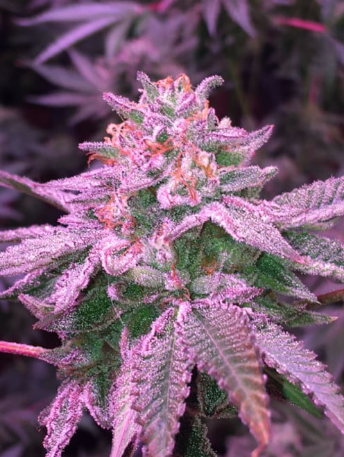 Gelato (Zamnesia Seeds) femminizzata Gelato (Zamnesia Seeds) femminizzata