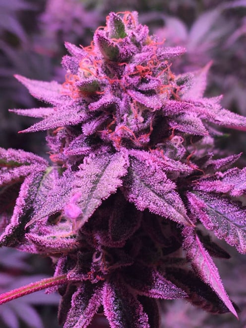 Gelato (Zamnesia Seeds) femminizzata Gelato (Zamnesia Seeds) femminizzata