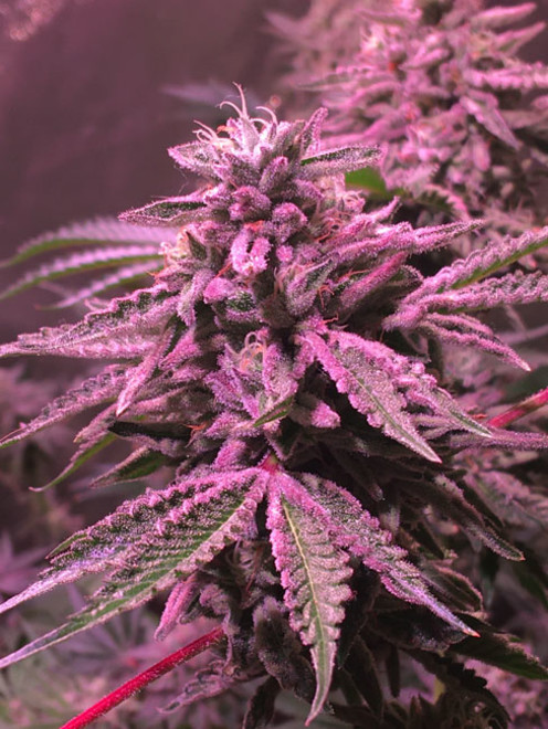 Gelato (Zamnesia Seeds) femminizzata Gelato (Zamnesia Seeds) femminizzata