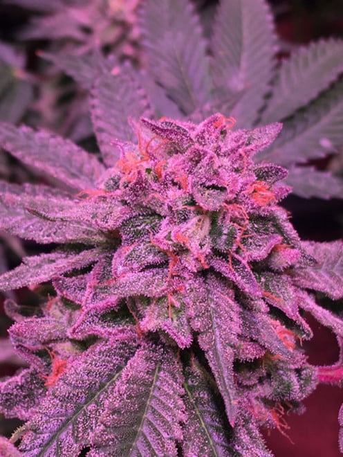 Gelato (Zamnesia Seeds) femminizzata Gelato (Zamnesia Seeds) femminizzata