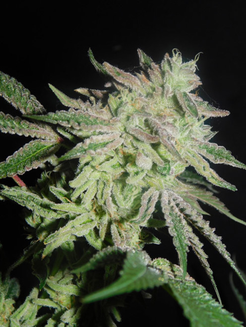 Gelato (Zamnesia Seeds) femminizzata Gelato (Zamnesia Seeds) femminizzata