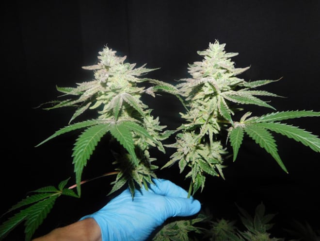Gelato (Zamnesia Seeds) femminizzata Gelato (Zamnesia Seeds) femminizzata
