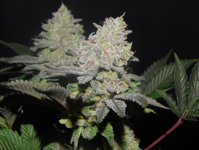 Gelato (Zamnesia Seeds) femminizzata Gelato (Zamnesia Seeds) femminizzata