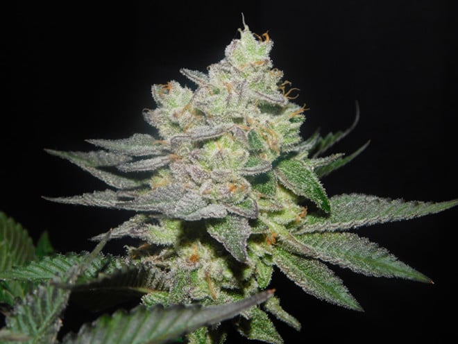 Gelato (Zamnesia Seeds) femminizzata Gelato (Zamnesia Seeds) femminizzata