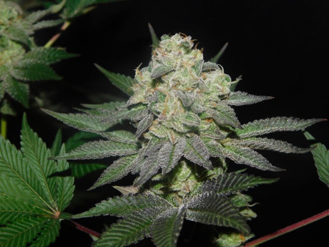 Gelato (Zamnesia Seeds) femminizzata Gelato (Zamnesia Seeds) femminizzata
