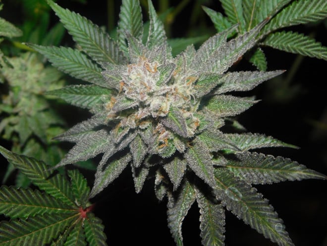 Gelato (Zamnesia Seeds) femminizzata Gelato (Zamnesia Seeds) femminizzata