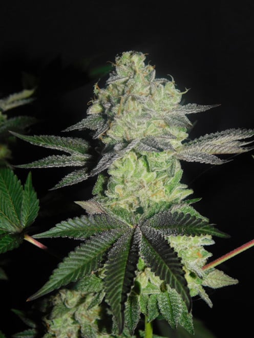 Gelato (Zamnesia Seeds) femminizzata Gelato (Zamnesia Seeds) femminizzata