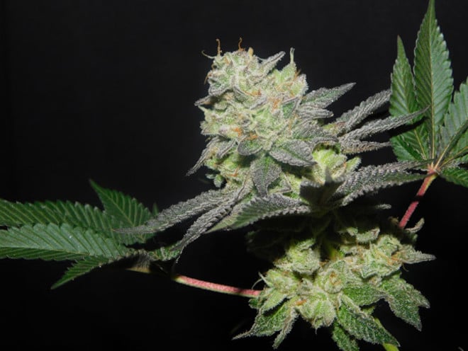 Gelato (Zamnesia Seeds) femminizzata Gelato (Zamnesia Seeds) femminizzata