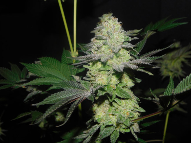 Gelato (Zamnesia Seeds) femminizzata Gelato (Zamnesia Seeds) femminizzata