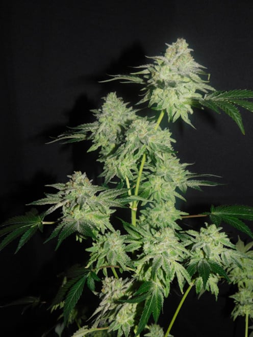 Gelato (Zamnesia Seeds) femminizzata Gelato (Zamnesia Seeds) femminizzata