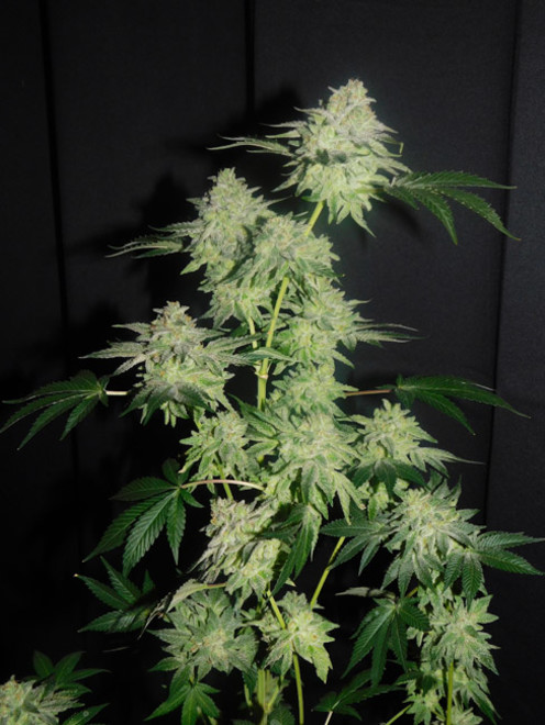 Gelato (Zamnesia Seeds) femminizzata Gelato (Zamnesia Seeds) femminizzata