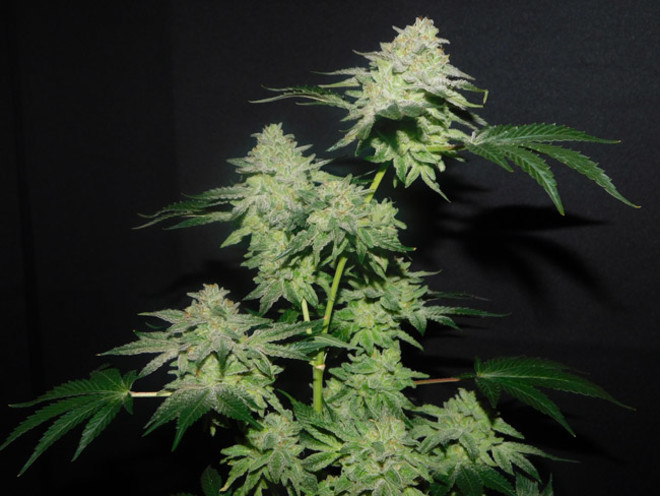 Gelato (Zamnesia Seeds) femminizzata Gelato (Zamnesia Seeds) femminizzata
