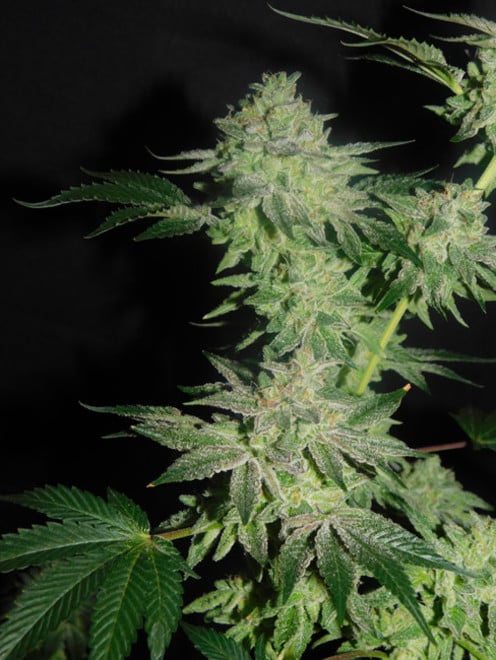 Gelato (Zamnesia Seeds) femminizzata Gelato (Zamnesia Seeds) femminizzata