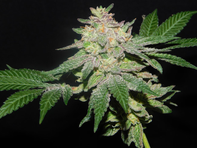Gelato (Zamnesia Seeds) femminizzata Gelato (Zamnesia Seeds) femminizzata