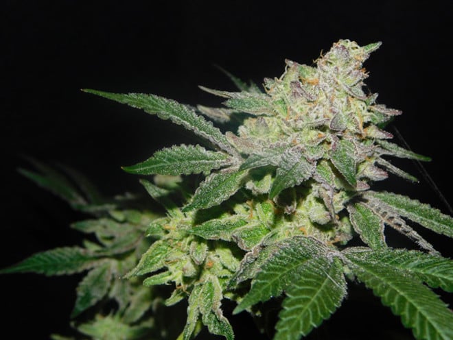 Gelato (Zamnesia Seeds) femminizzata Gelato (Zamnesia Seeds) femminizzata
