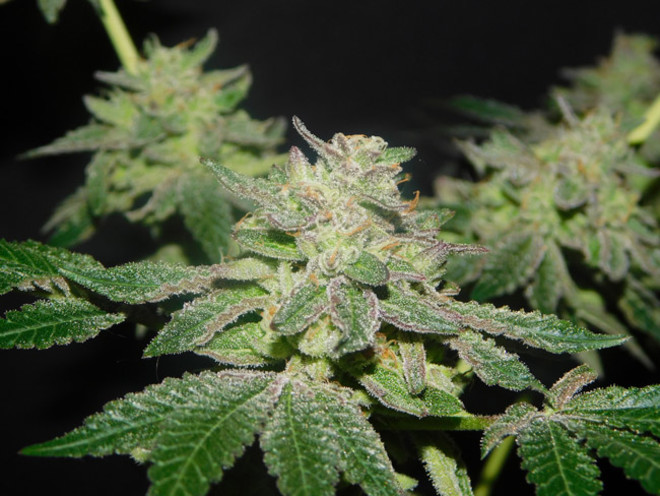 Gelato (Zamnesia Seeds) femminizzata Gelato (Zamnesia Seeds) femminizzata