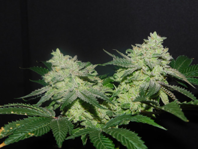Gelato (Zamnesia Seeds) femminizzata Gelato (Zamnesia Seeds) femminizzata