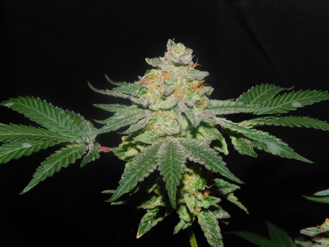 Gelato (Zamnesia Seeds) femminizzata Gelato (Zamnesia Seeds) femminizzata
