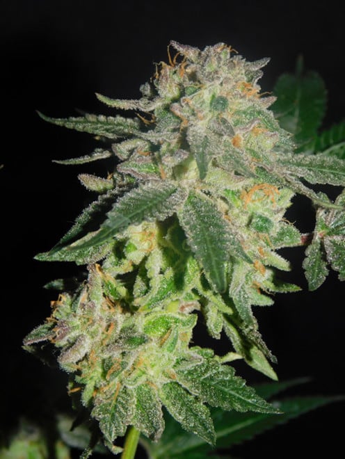 Gelato (Zamnesia Seeds) femminizzata Gelato (Zamnesia Seeds) femminizzata