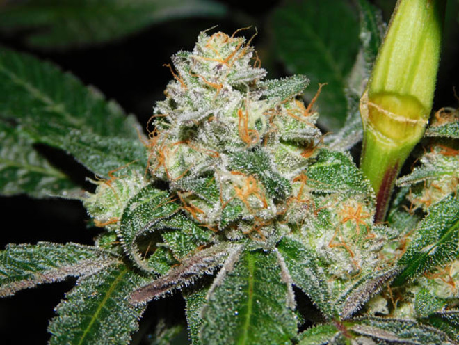 Wifi 43 x Do-Si-Dos (Philosopher Seeds x Zamnesia) femminizzata Wifi 43 x Do-Si-Dos (Philosopher Seeds x Zamnesia) femminizzata