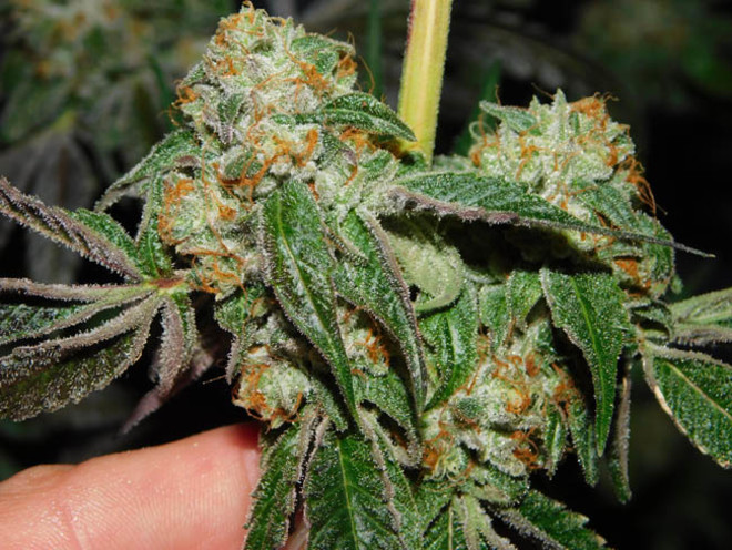 Wifi 43 x Do-Si-Dos (Philosopher Seeds x Zamnesia) femminizzata Wifi 43 x Do-Si-Dos (Philosopher Seeds x Zamnesia) femminizzata